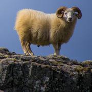 Gyapjú és kasmír paplanok Gyapjú és kasmír paplanok